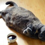 Критерии нормального веса кошек и котов