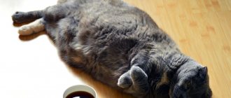 Criteria for normal weight of cats and kittens