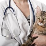 Blood in a cat&#39;s stool - what to do and how to treat it