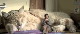 крупный кот