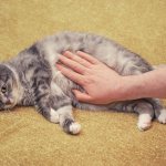 Treatment of liver failure in cats