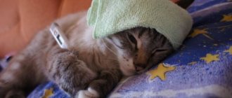Лечение подкожного клеща у кошек