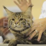 Treatment of diarrhea in cats at the Bio-Vet clinic