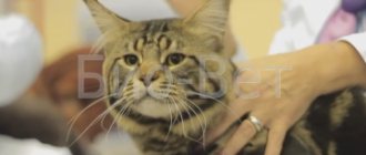 Лечение поноса у кошки в клинике Био-Вет