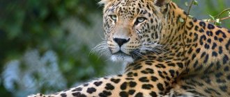 leopard photo
