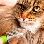Shedding in a cat: fight or accept it