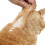 Ringworm in a domestic cat