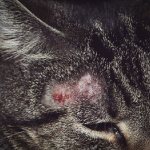 Лишай у кошек и котов: Симптомы, как лечить, фото и видео | Трихофития, микроспория