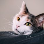 false pregnancy in cats