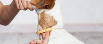 Best Anti-Tick Collars for Dogs
