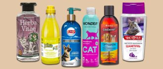The best shampoos for cats