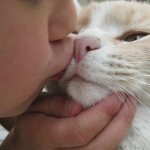 Любят ли кошки поцелуи и объятия?