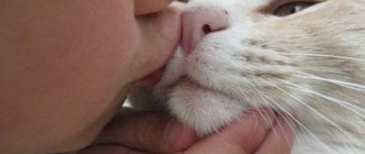 Любят ли кошки поцелуи и объятия?