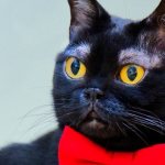 “People are willing to pay for such eyebrows”: the Bombay cat does not grow hair above its eyes, but this has become its feature