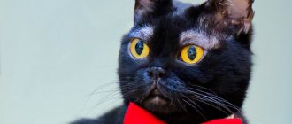 «Люди готовы платить за такие брови»: у бомбейского кота не растёт шерсть над глазами, но это стало его фишкой