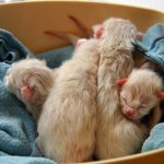 Маленькие котята лежат в коробке с тканью