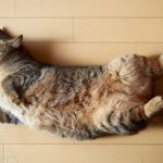 Mastitis in cats: signs, how to treat, prevention