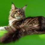 Maine Coon - The most beautiful cat breeds
