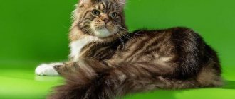 Мейн-кун - Самые красивые породы кошек