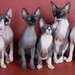 Меню для сфинкса: как правильно составить рацион для голых пород кошек