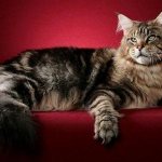 Maine Coon mixed breed: a cross with a regular, Siberian and British cat