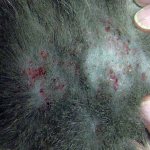 Милиарный дерматит у кошки, фото фотография