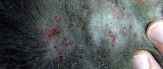 Miliary dermatitis in a cat, photo photo
