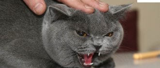 urolithiasis in cats