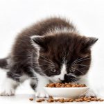 Is it possible to give kittens dry food? Read the article
