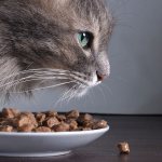 Is it possible to feed a cat only wet food?