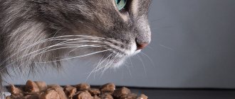 Is it possible to feed a cat only wet food?