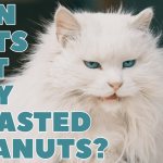 Can cats eat dry roasted peanuts?