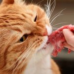 Can cats eat beef?