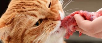 Can cats eat beef?