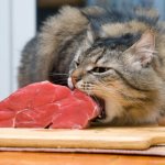 Можно ли кошкам сырое мясо?