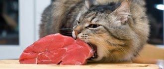 Can cats eat raw meat?