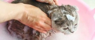 Is it possible to wash a cat with regular shampoo and what will happen?