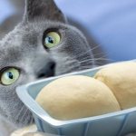 Is it possible to give a kitten a raw egg: benefits and harms
