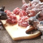 Can kittens have minced chicken?