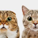 Можно ли сводить вислоухую кошку с вислоухим котом: как правильно скрещивать шотландцев