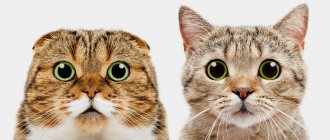 Можно ли сводить вислоухую кошку с вислоухим котом: как правильно скрещивать шотландцев
