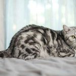 Marbled Briton: types and color features of fold cats