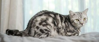 Мраморный британец: виды и особенности окраса вислоухих котов