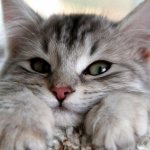 Purring of cats: reason, benefits, research, properties