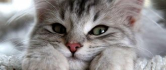 Мурлыканье кошек: причина, польза, исследования, свойства