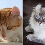 In the photo there is a cat of the American Curl breed: shorthair and longhair