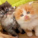 In the photo there are kittens of the Persian breed