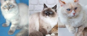 На фото Невская маскарадная кошка популярных окрасов
