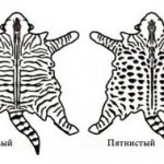 Visual arrangement of the Maine Coon pattern