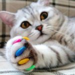 Claw pads for cats: how to use?